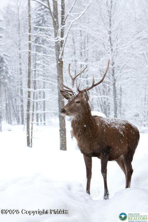 Photo of 0 DEERFOOT & PINE TREE Road, Penn Forest Twp, PA 18210 (MLS # 770171)