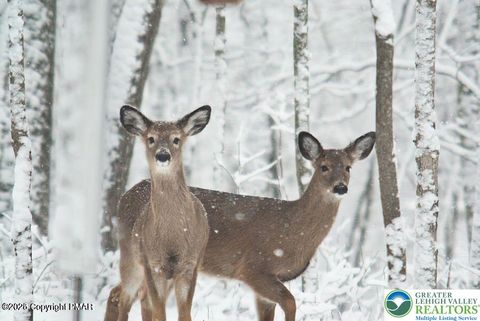 Photo of 407 Sassafras Road, Penn Forest Twp, PA 18210 (MLS # 770193)