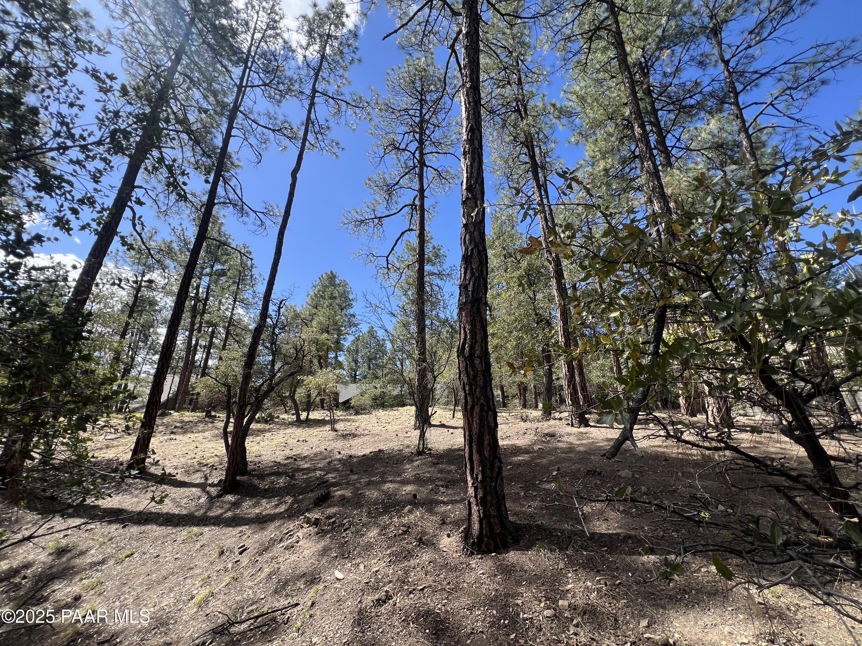 1969 Pine Tree Drive