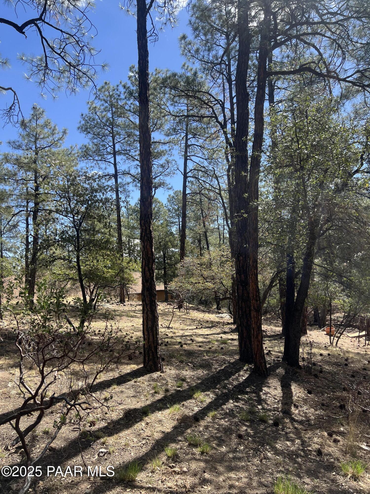 1969 Pine Tree Drive