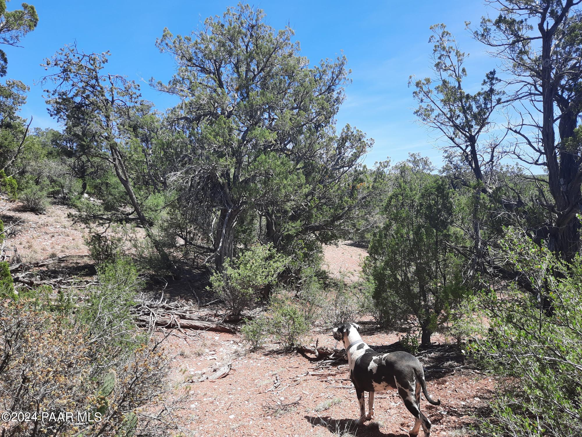 Lot 130 Forest Acres