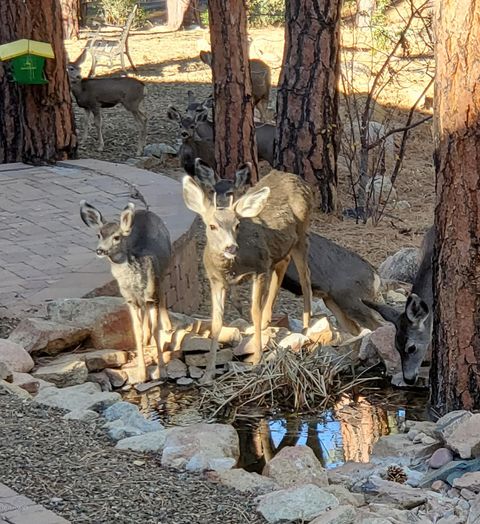 A home in Prescott