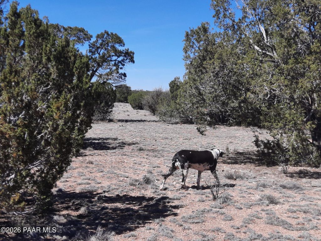 Photo of 265 N Rocky Top Road, Seligman, AZ 86337 (MLS # 1080432)