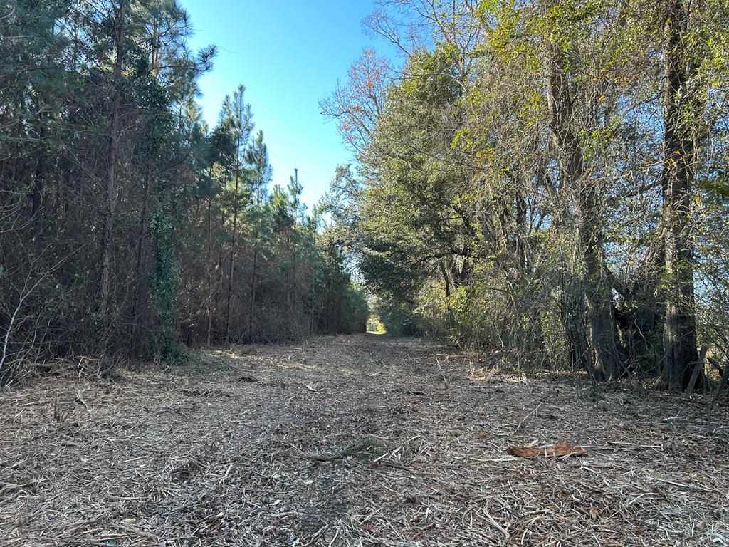 7.547+-ac Lot 9, Willie Varnum Rd, Cottonwood, Alabama image 9