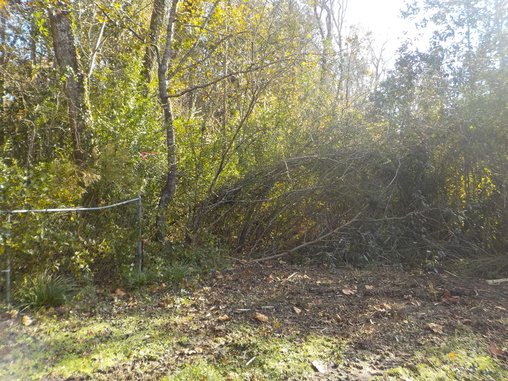 2338 D Hodge Rd (25.63+-ac), Cottonwood, Alabama image 13
