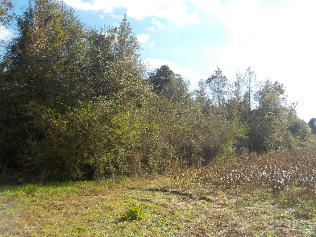 2338 D Hodge Rd (25.63+-ac), Cottonwood, Alabama image 7