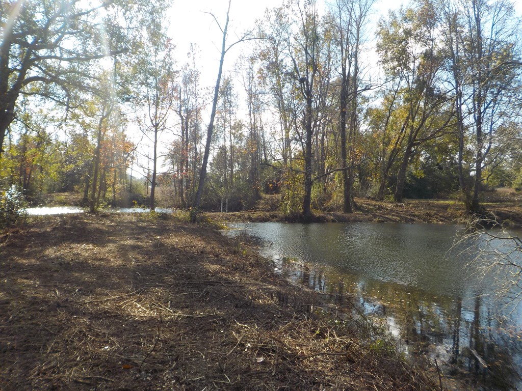 2338 D Hodge Rd (25.63+-ac), Cottonwood, Alabama image 5