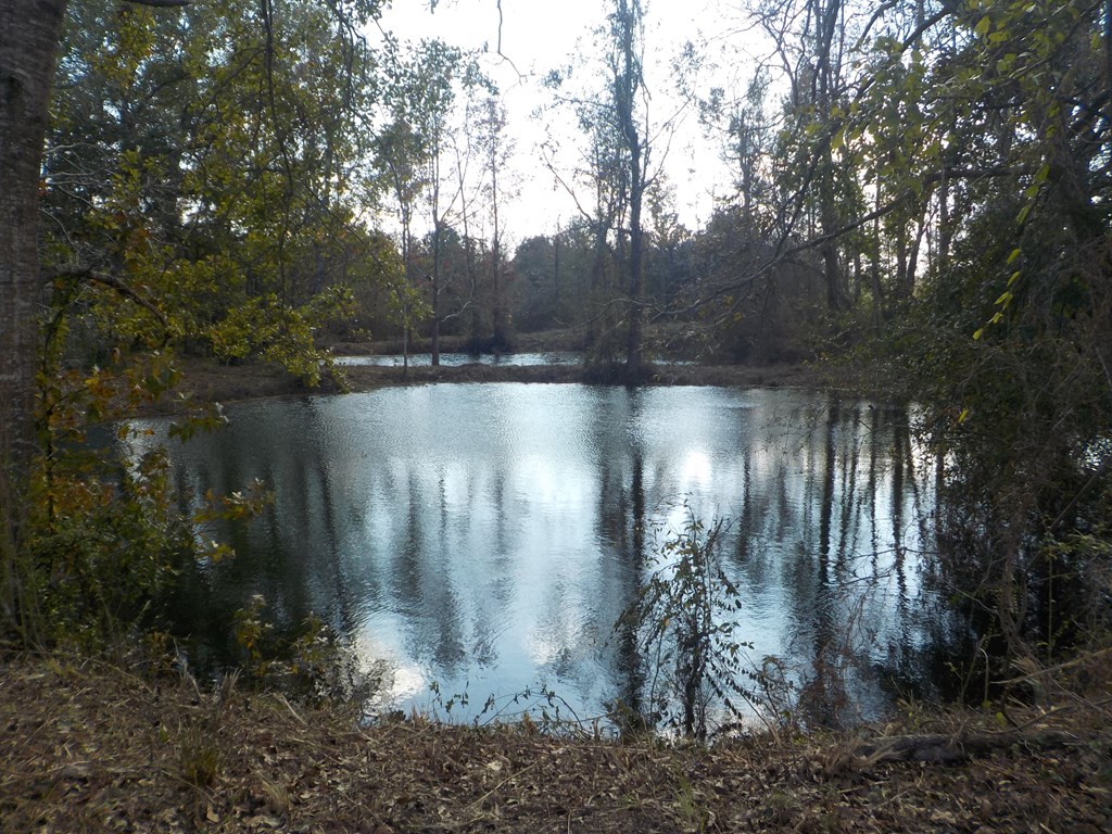 2338 D Hodge Rd (25.63+-ac), Cottonwood, Alabama image 10