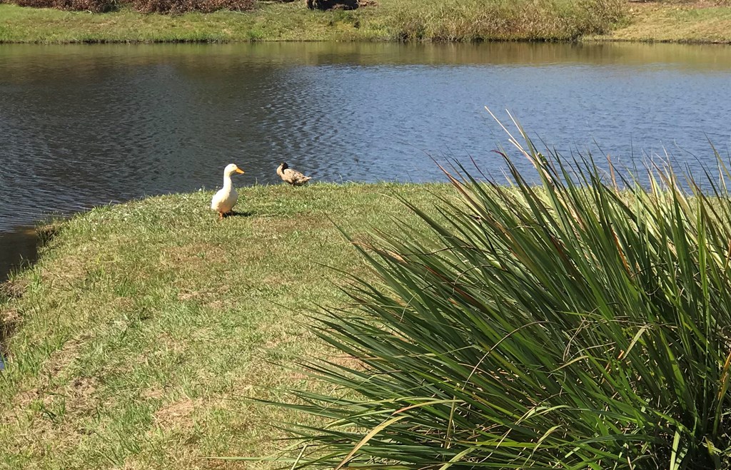 Lot 24 Block A Eagles View, Headland, Alabama image 16