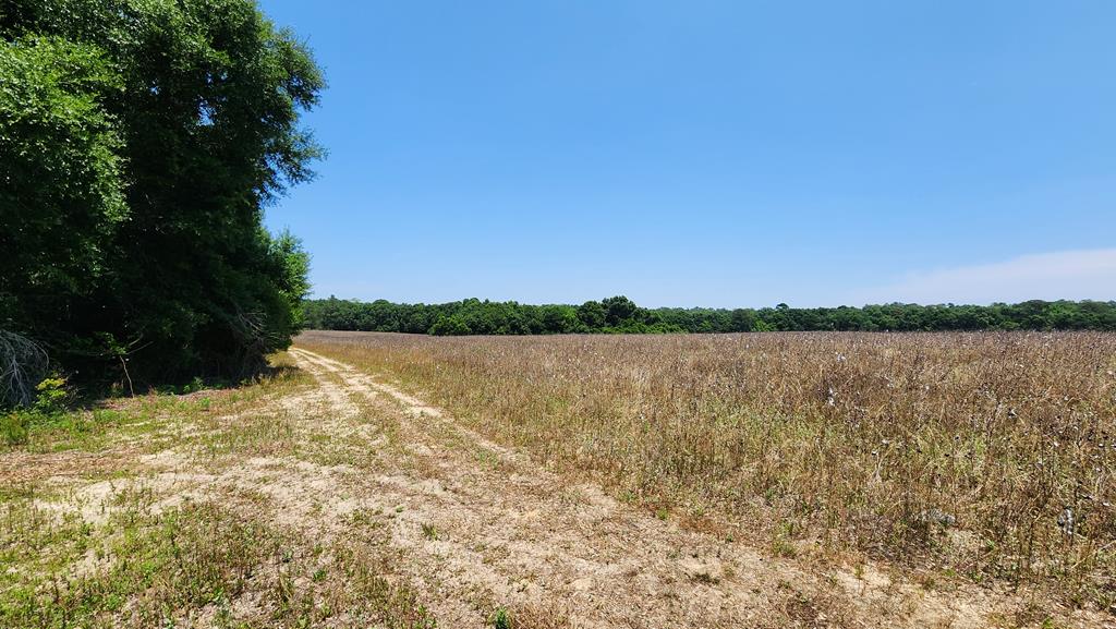 20 Acres Westmont, Geneva, Alabama image 4