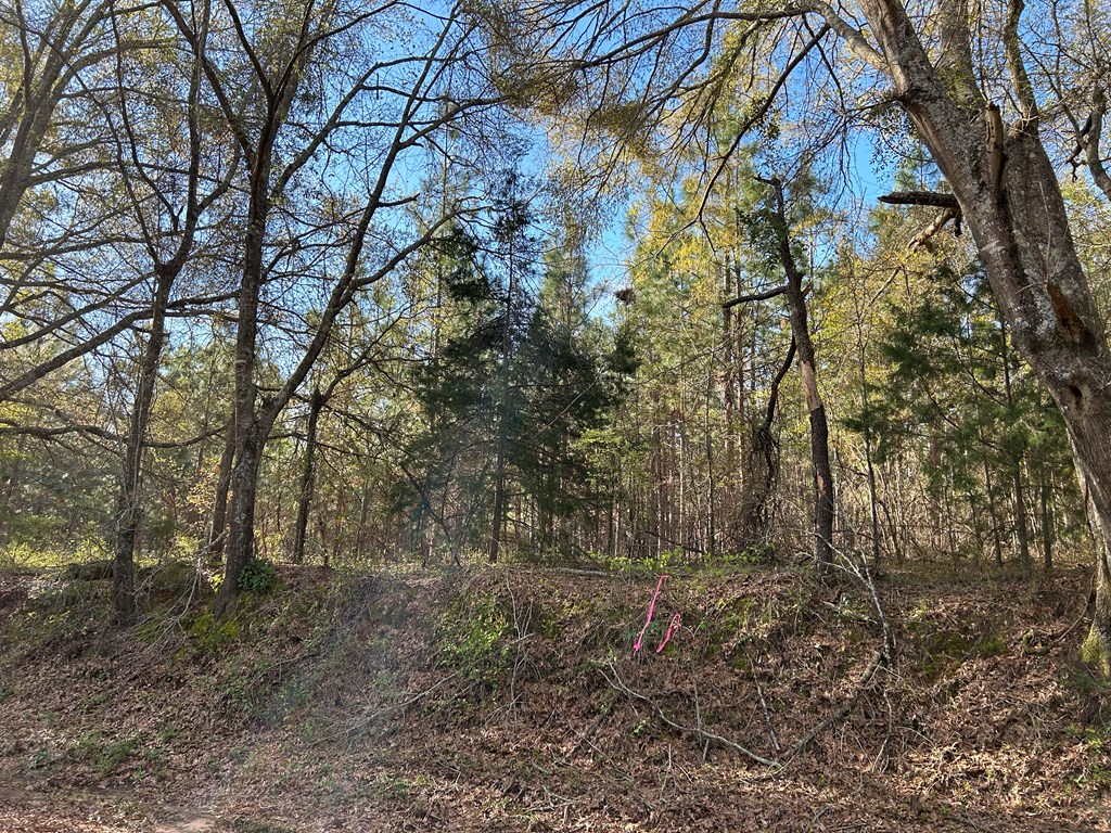 3+-ac (Lot 4) Cty Rd 18, Headland, Alabama image 9