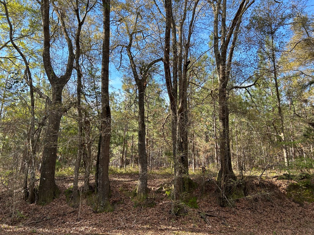 3+-ac (Lot 4) Cty Rd 18, Headland, Alabama image 11