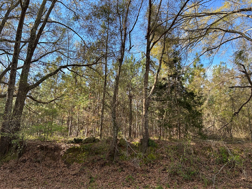 3+-ac (Lot 4) Cty Rd 18, Headland, Alabama image 10