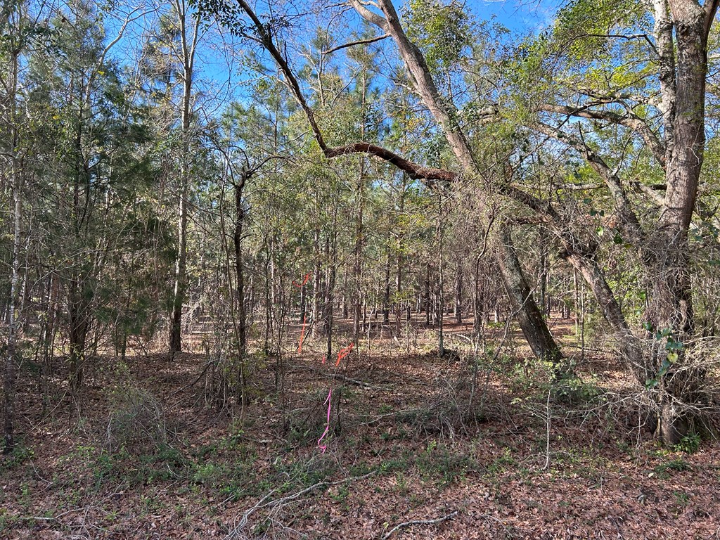 3+-ac (Lot 4) Cty Rd 18, Headland, Alabama image 13