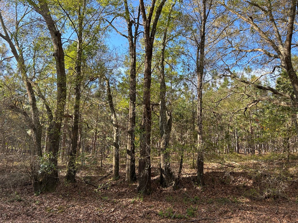 3+-ac (Lot 4) Cty Rd 18, Headland, Alabama image 12