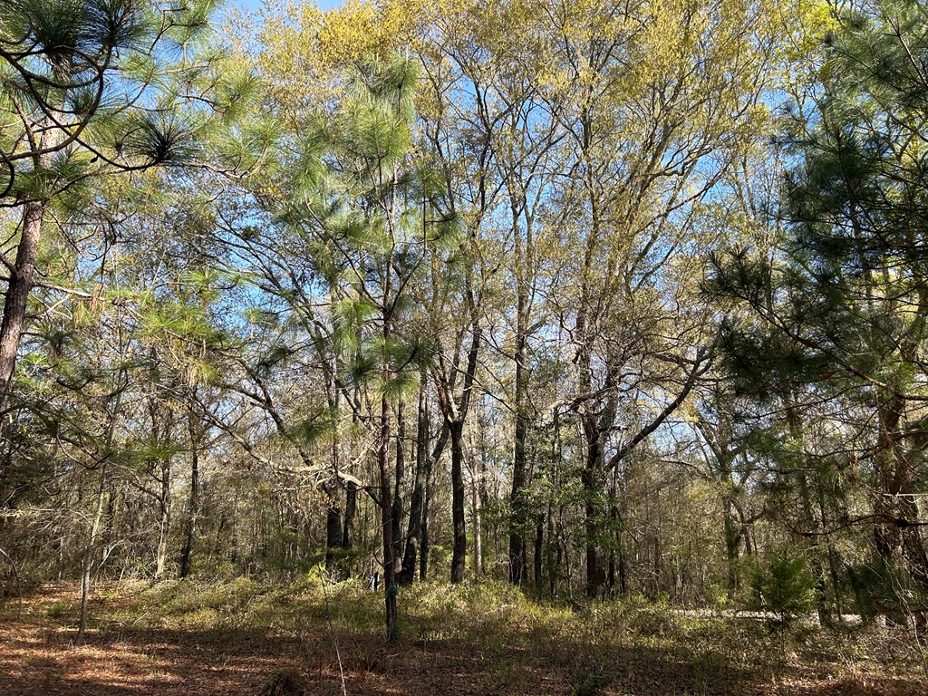 3+-ac (Lot 4) Cty Rd 18, Headland, Alabama image 3