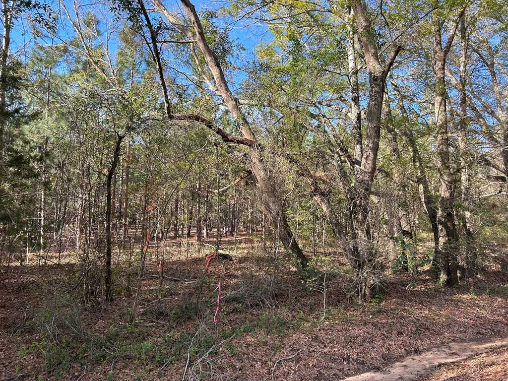 3+-ac (Lot 4) Cty Rd 18, Headland, Alabama image 14