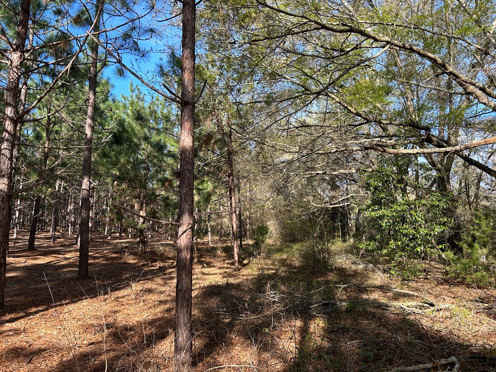 3+-ac (Lot 4) Cty Rd 18, Headland, Alabama image 2