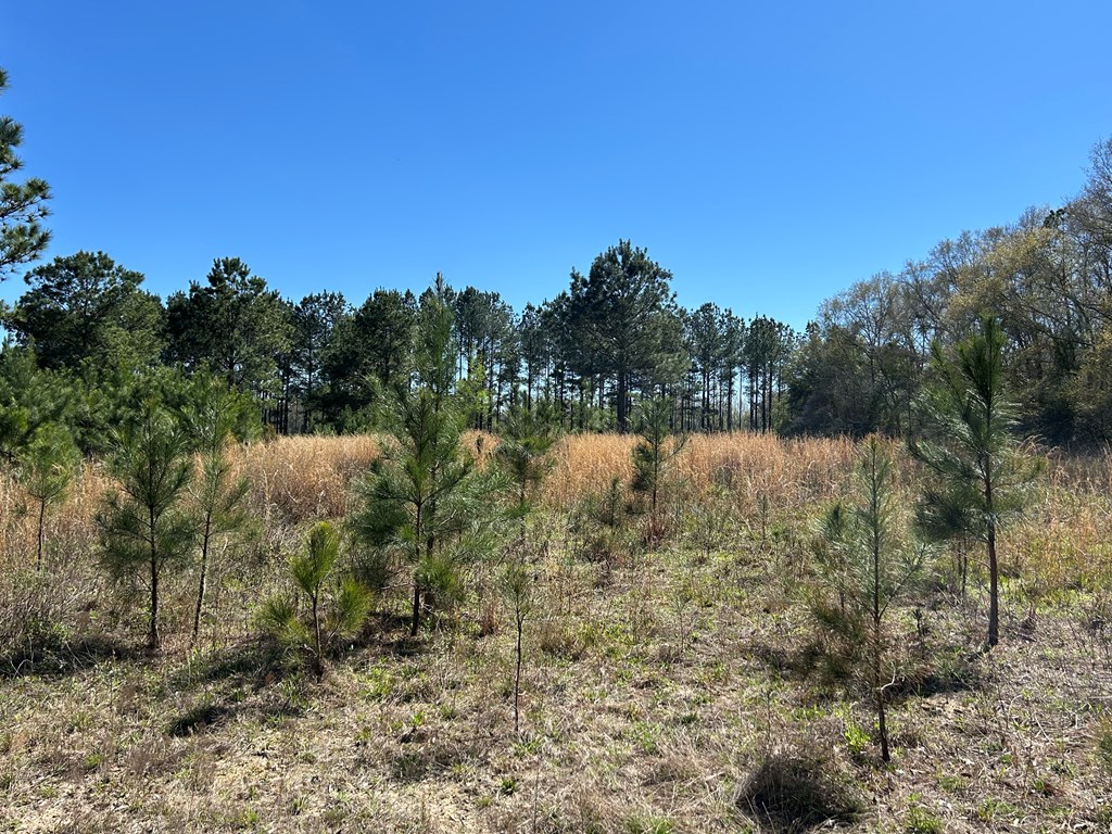 923 Lakeview Rd, Slocomb, Alabama image 24