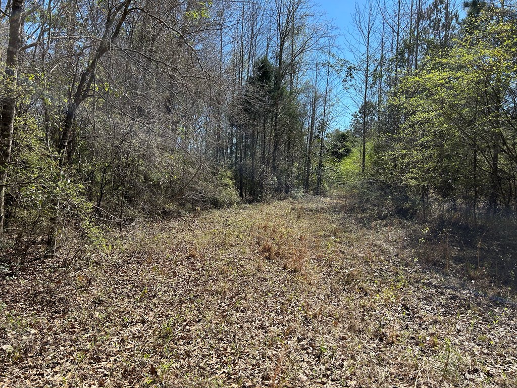 923 Lakeview Rd, Slocomb, Alabama image 28