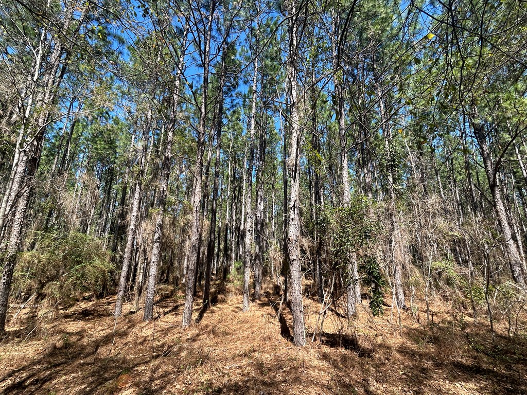 923 Lakeview Rd, Slocomb, Alabama image 39