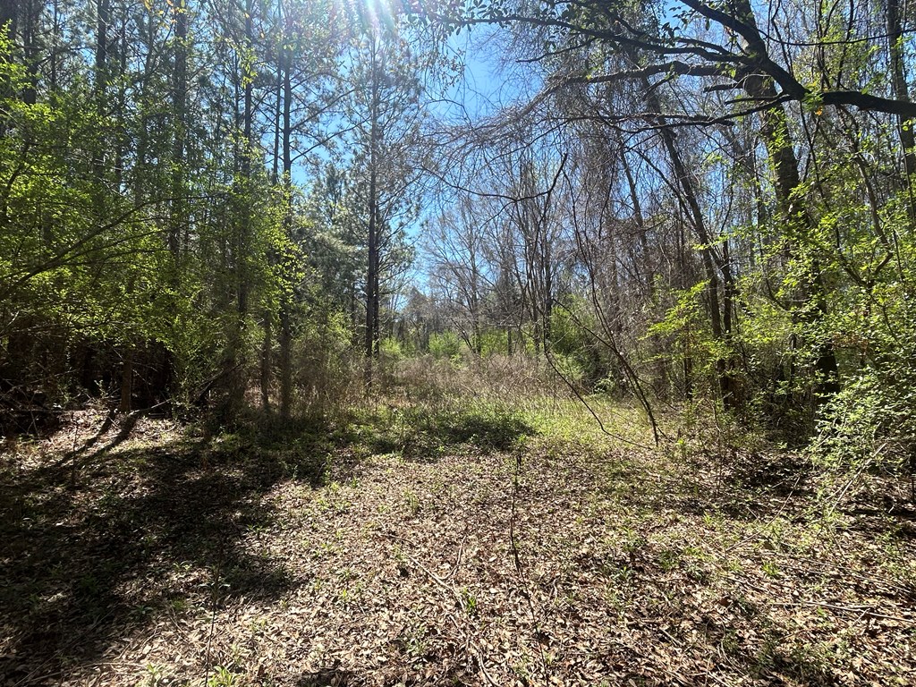 923 Lakeview Rd, Slocomb, Alabama image 32