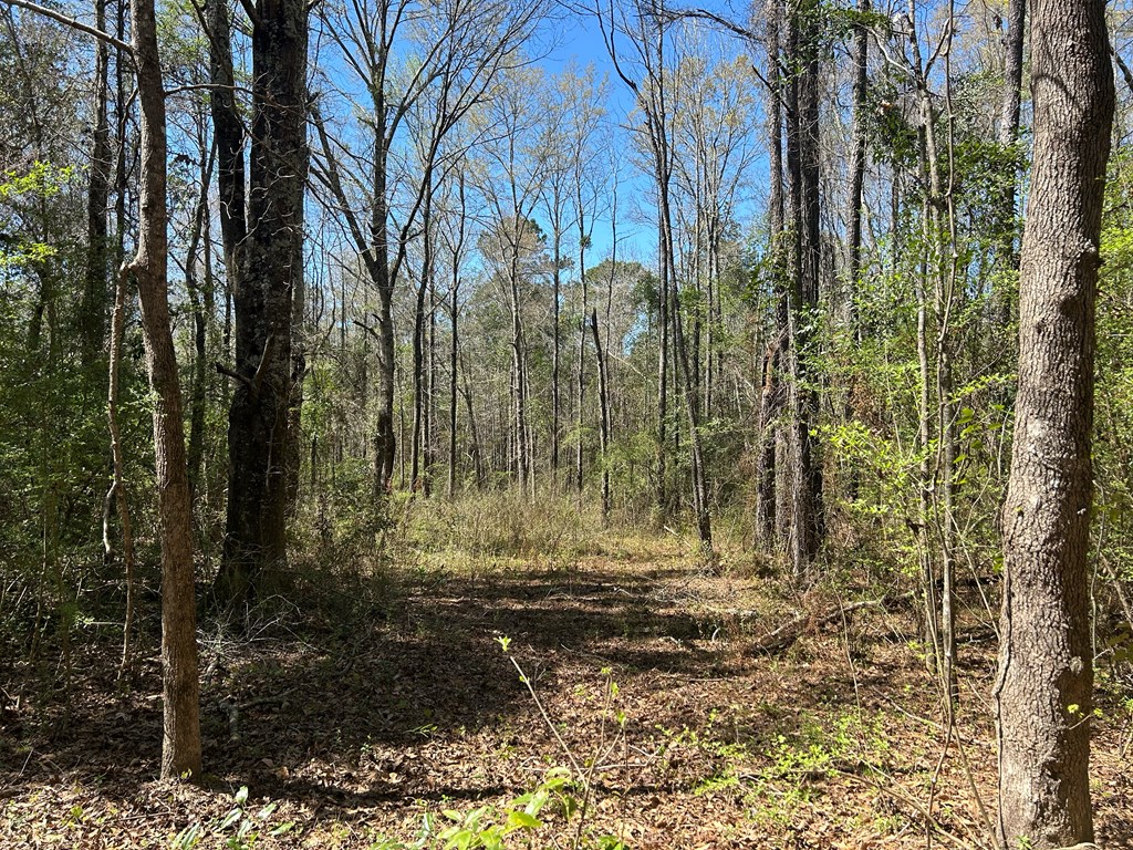 923 Lakeview Rd, Slocomb, Alabama image 31