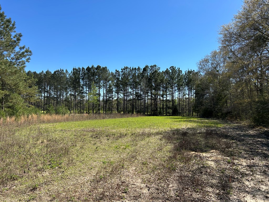 923 Lakeview Rd, Slocomb, Alabama image 23