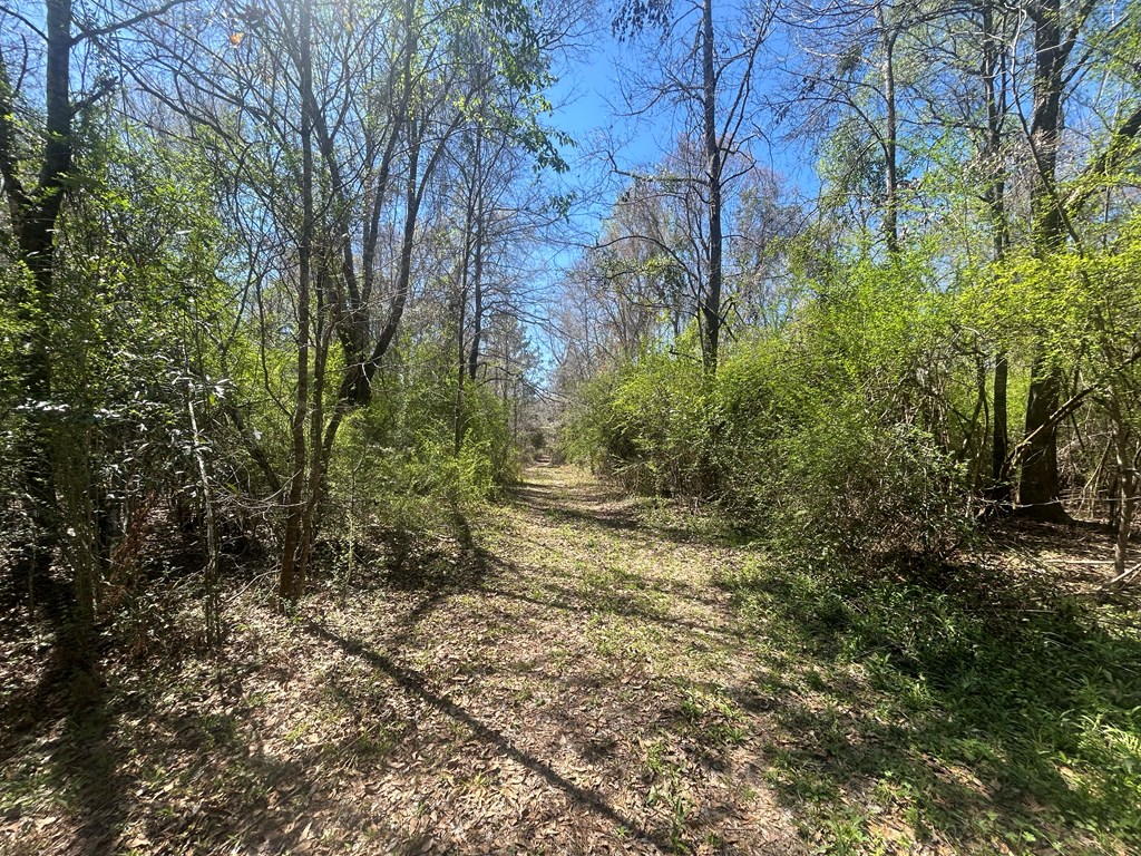 923 Lakeview Rd, Slocomb, Alabama image 41