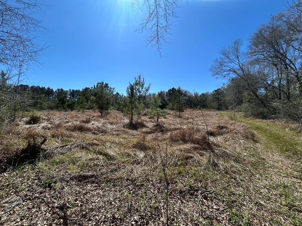923 Lakeview Rd, Slocomb, Alabama image 26