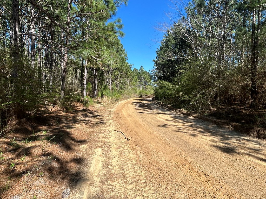 923 Lakeview Rd, Slocomb, Alabama image 13