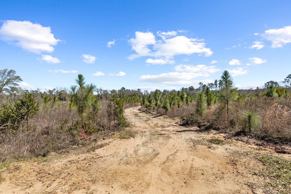 County Road 95, Gordon, Alabama image 36