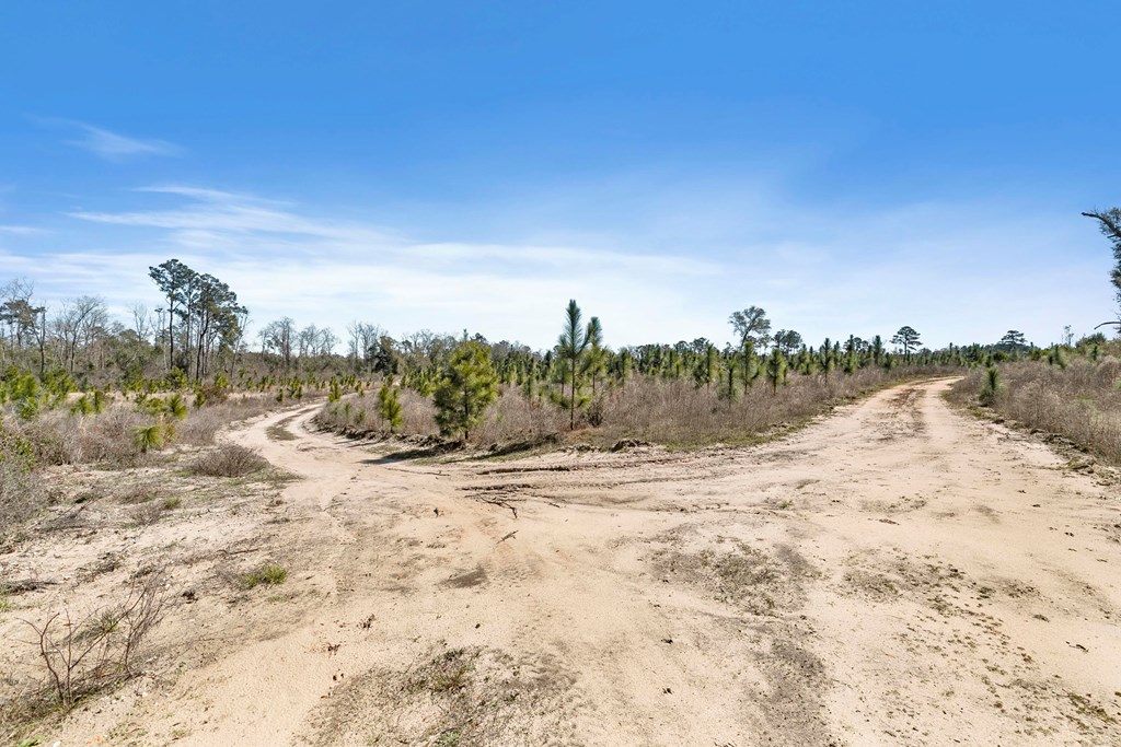 County Road 95, Gordon, Alabama image 35