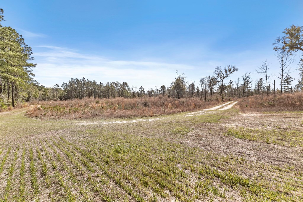County Road 95, Gordon, Alabama image 27