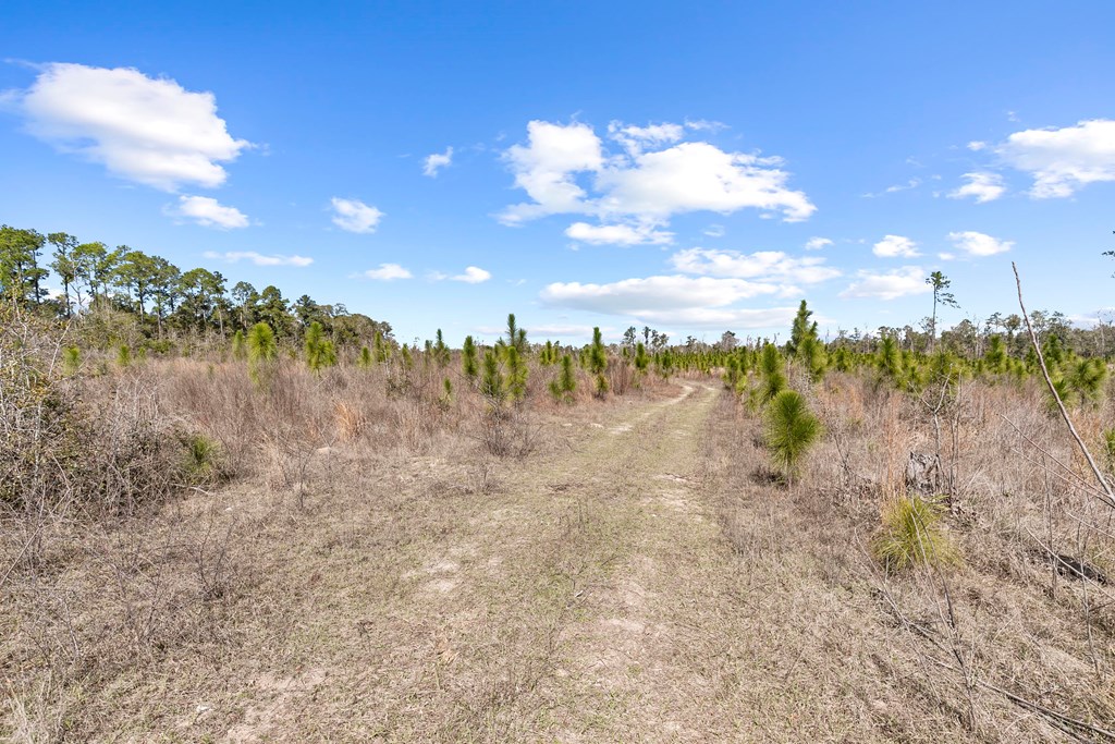 County Road 95, Gordon, Alabama image 37