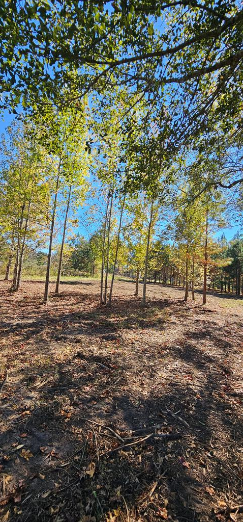 1.327 Acres Crimson Rd, Cowarts, Alabama image 20
