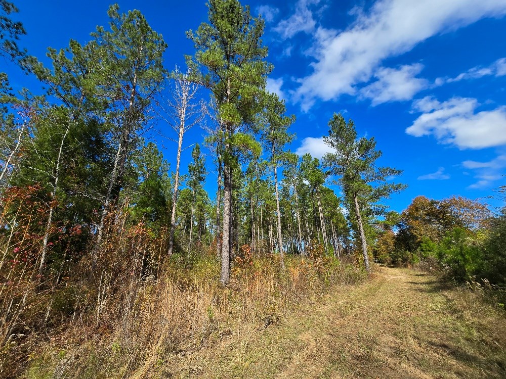 Bruner Pond Rd, Ashford, Alabama image 6