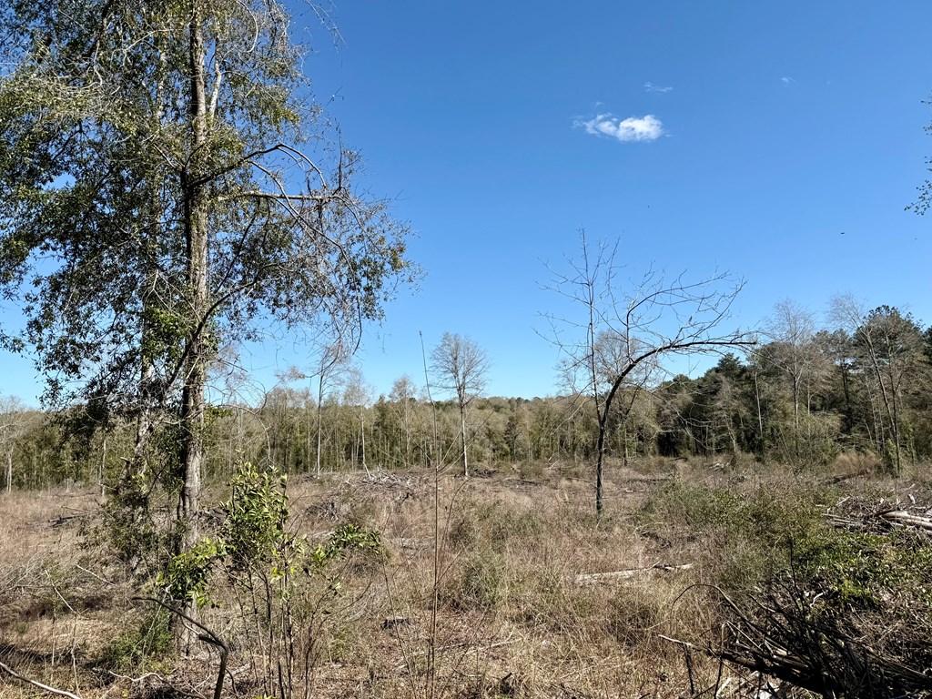 2326 Campbell Hill Road, Chancellor, Alabama image 26