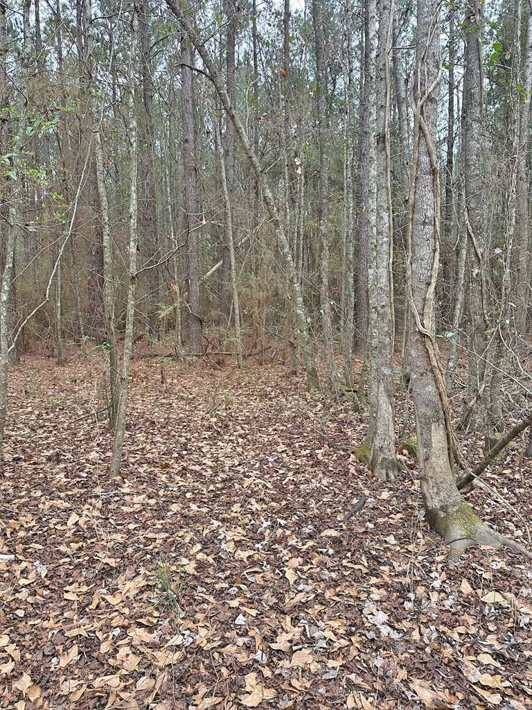 Freddie Whiddon Road, Webb, Alabama image 12