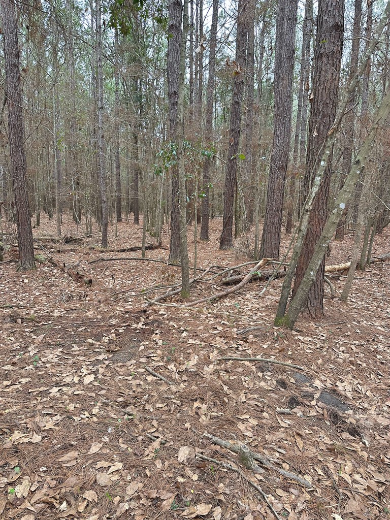 Freddie Whiddon Road, Webb, Alabama image 11