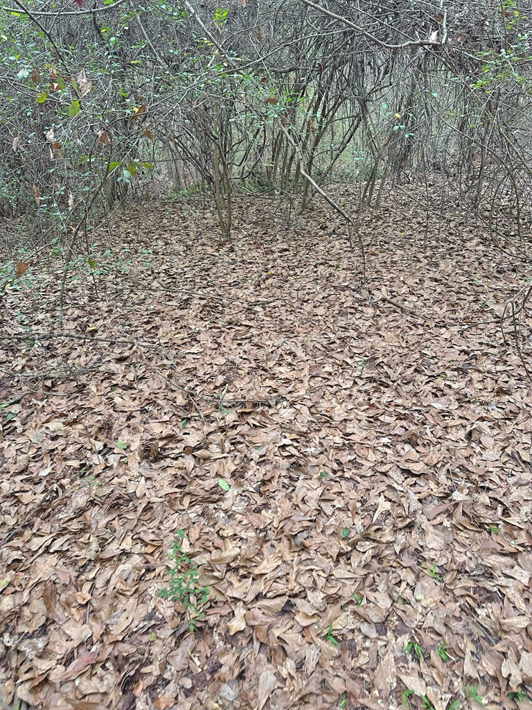 Freddie Whiddon Road, Webb, Alabama image 7