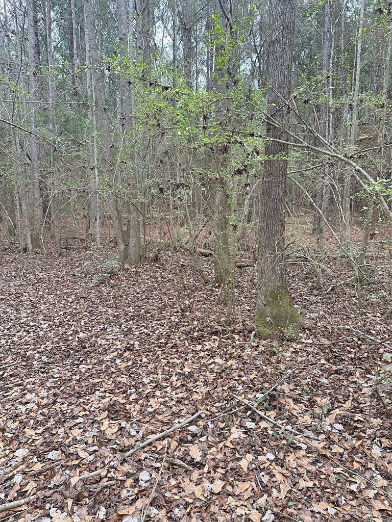 Freddie Whiddon Road, Webb, Alabama image 4