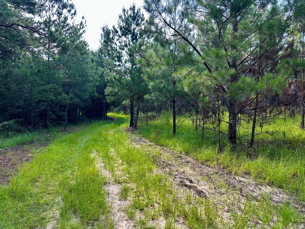 127 +/- Acres Highway 167, Hartford, Alabama image 11