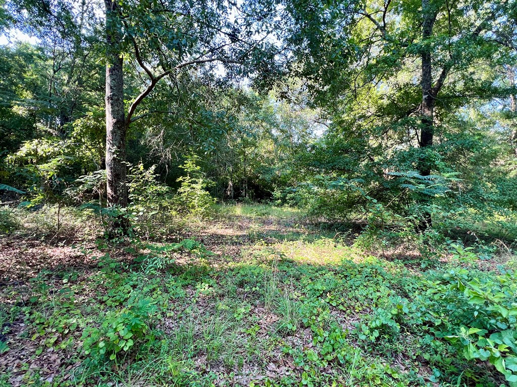 3.4 Acres Thornberry Place, Ashford, Alabama image 4