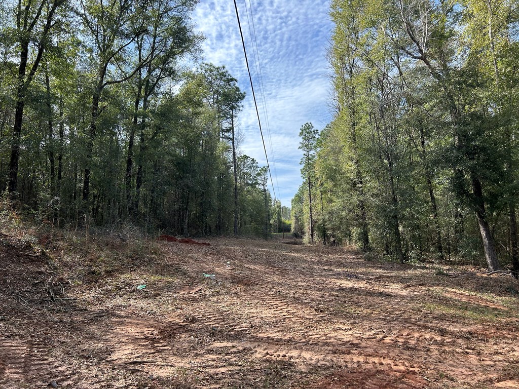 23.79 +-ac Cty Rd 61, Hartford, Alabama image 13