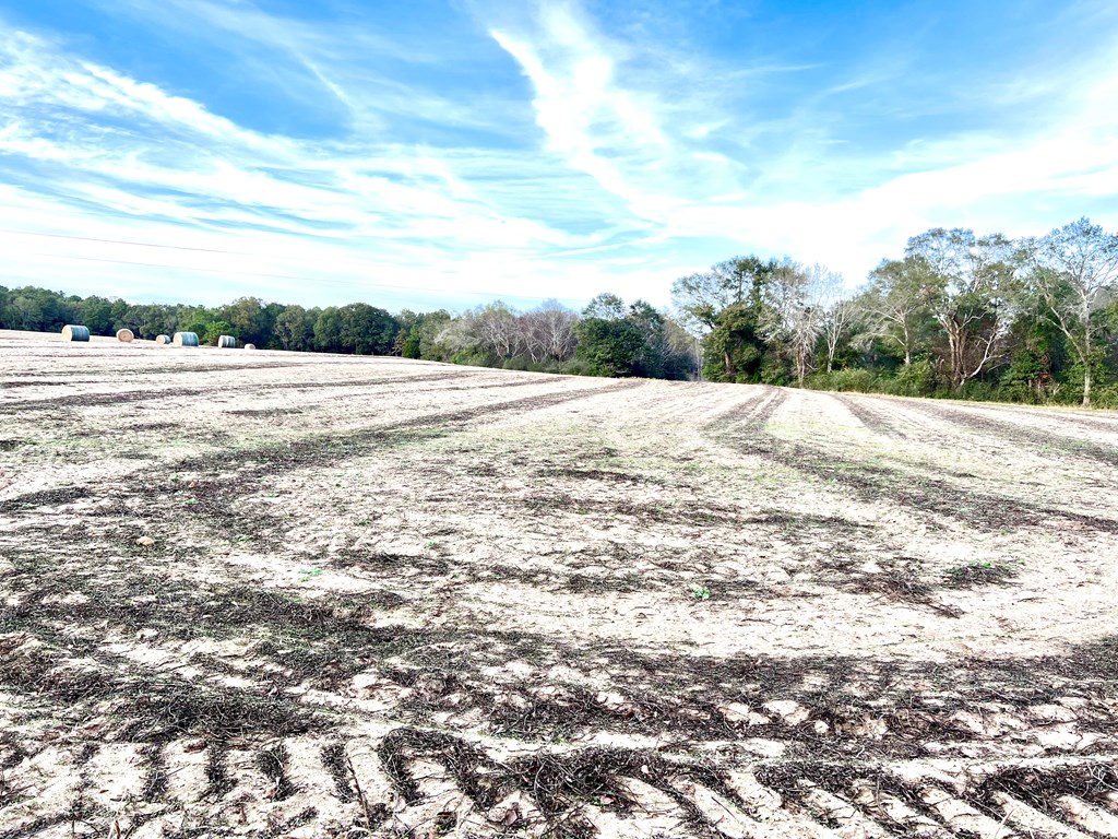 County Road 13, Headland, Alabama image 4