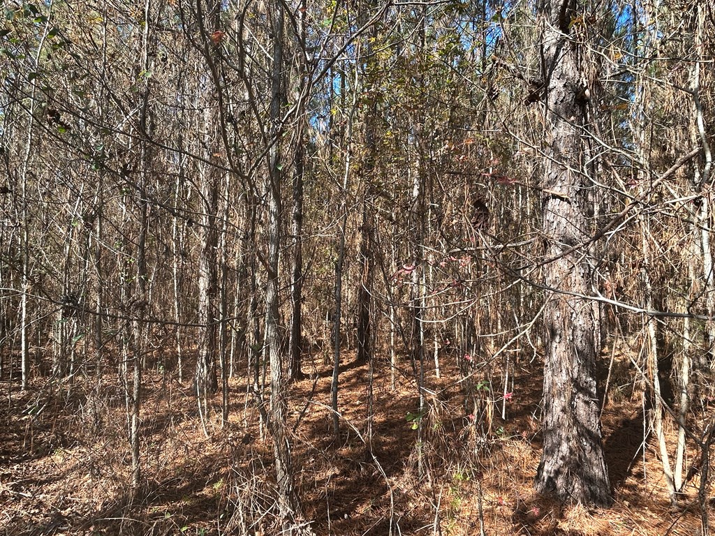 9 +-ac (Lot 2) Phillips Rd, Cottonwood, Alabama image 22