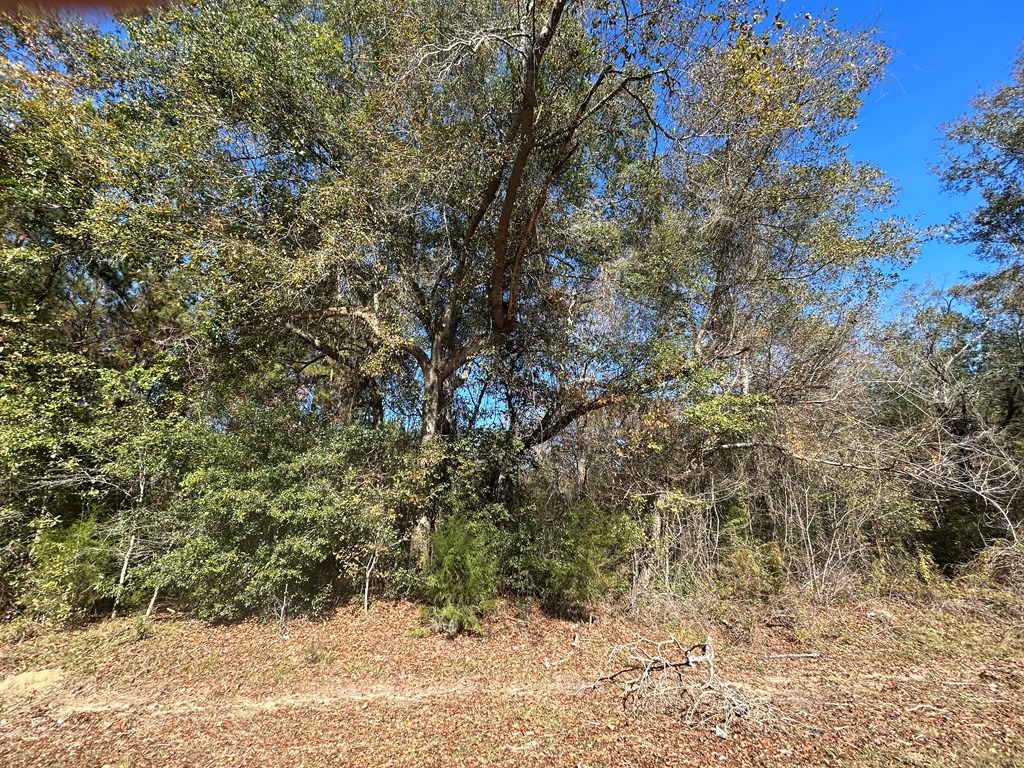 9 +-ac (Lot 2) Phillips Rd, Cottonwood, Alabama image 13