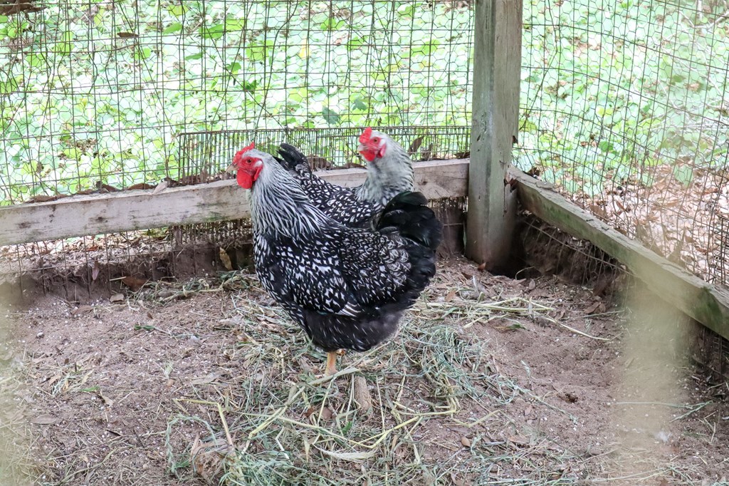 Daleville, Alabama 36322, United States, 2 Bedrooms Bedrooms, ,1 BathroomBathrooms,Residential,Pending,250594