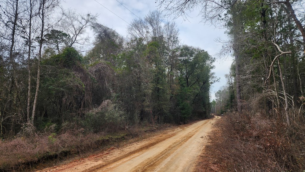 15.05 +/- Pera Rd, Samson, Alabama image 5